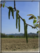 foto Paesaggi Collinari in Primavera